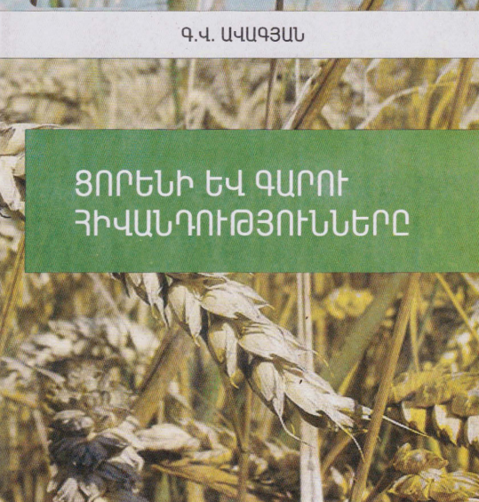 Ցորենի և գարու հիվանդությունները